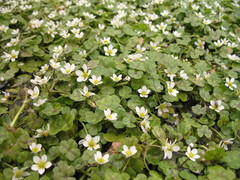 Ranunculus omiophyllus