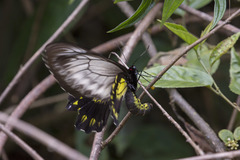 Troides andromache