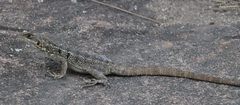 Oplurus quadrimaculatus