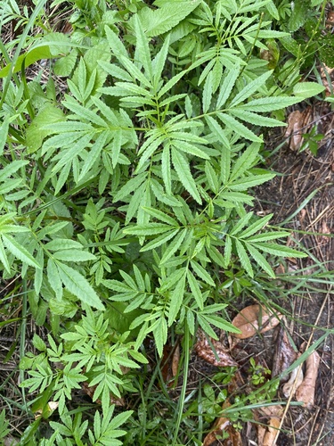 Tagetes minuta observed 2021-01-06