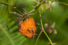 Rubus fraxinifolius