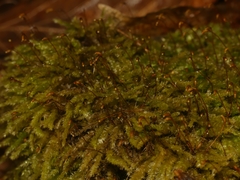 Rhynchostegium serrulatum