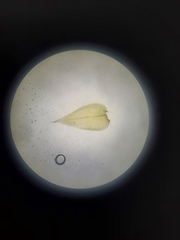 Rhynchostegium serrulatum