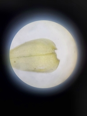 Rhynchostegium serrulatum