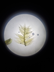 Rhynchostegium serrulatum