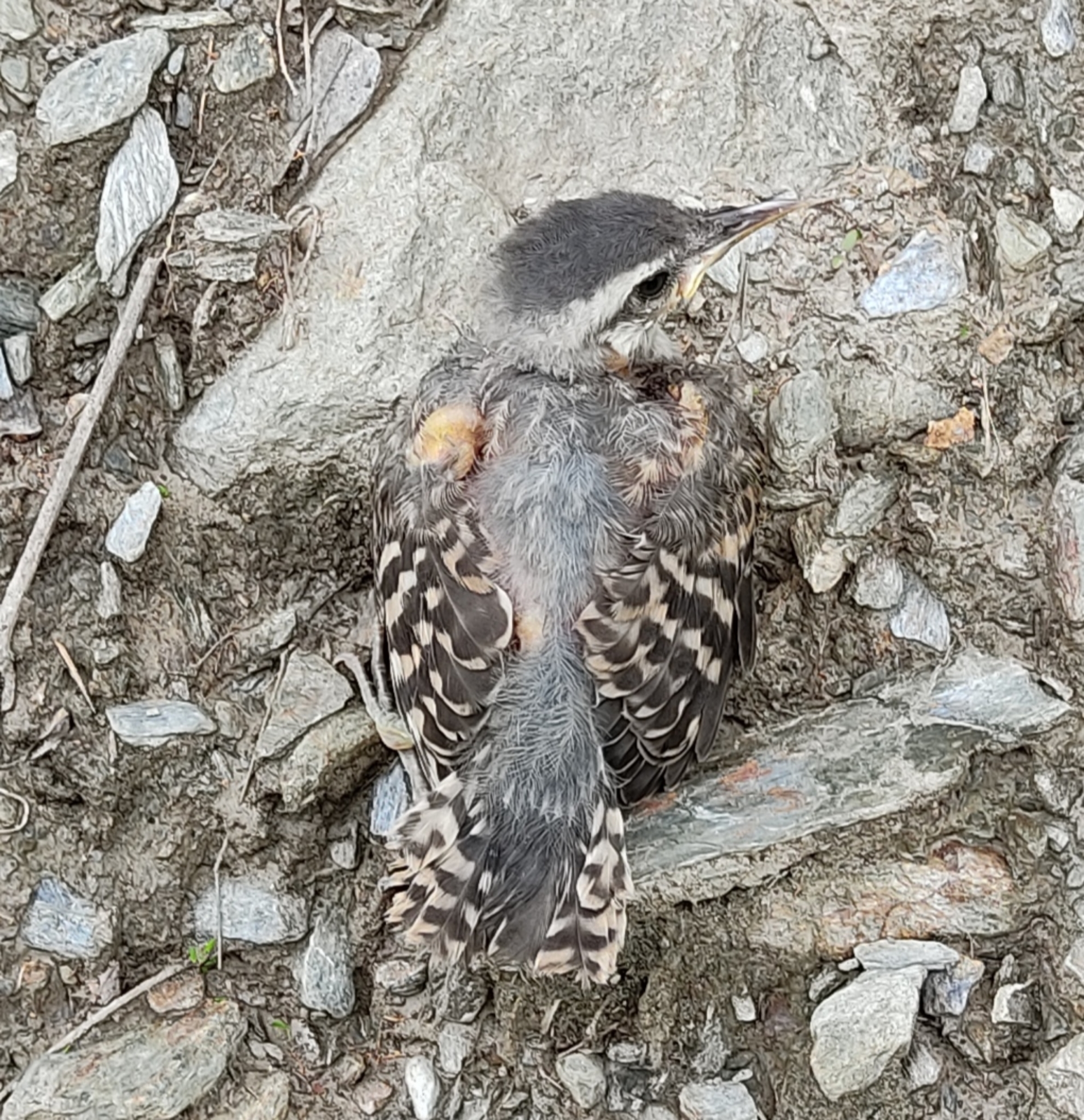 Troglodytidae image