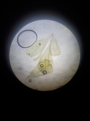 Rhynchostegium serrulatum