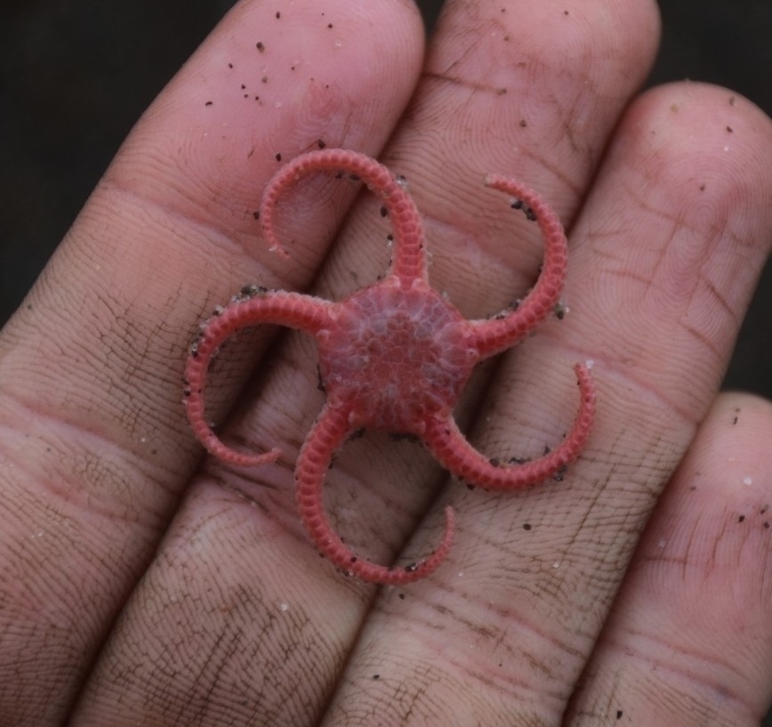 Stegophiura nodosa
