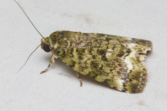 Bleninina