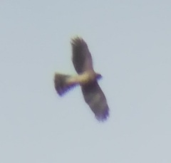 Accipiter cooperii