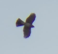 Accipiter cooperii