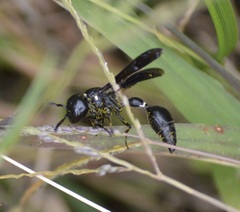 Zethus spinipes spinipes