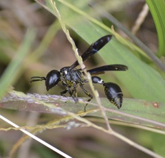 Zethus spinipes spinipes