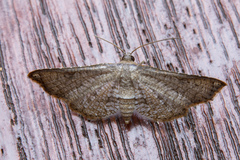 Thyrididae