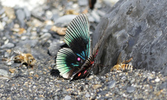 Lyropteryx apollonia