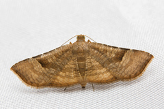 Thyrididae