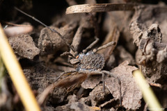 Ortholasma rugosum