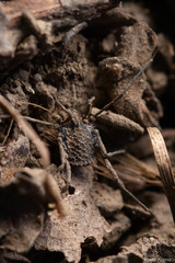 Ortholasma rugosum