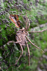 Ortholasma rugosum