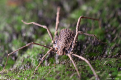Ortholasma rugosum