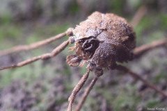 Ortholasma rugosum
