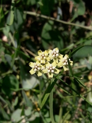 Funastrum gracile