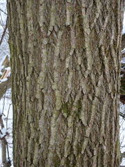 Acer negundo violaceum