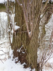 Acer negundo violaceum