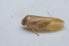 Eoscarta