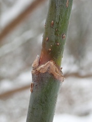 Acer negundo violaceum