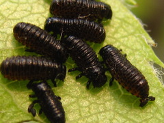 Paropsides soriculata