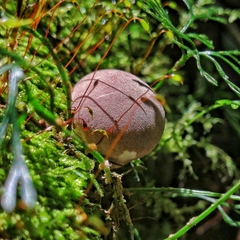 Lycoperdon fuligineum