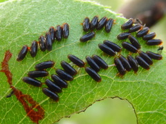 Paropsides soriculata