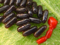 Paropsides soriculata