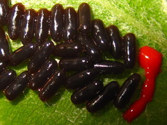 Paropsides soriculata