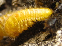 Cerogria janthinipennis