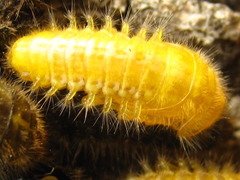 Cerogria janthinipennis