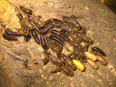 Cerogria janthinipennis