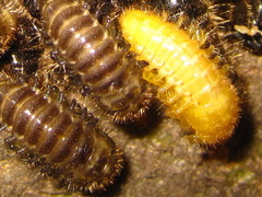 Cerogria janthinipennis