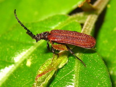 Benibotarus spinicoxis