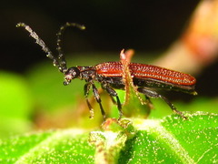 Benibotarus spinicoxis