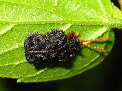 Dactylispa subquadrata subquadrata