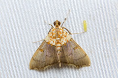 Agrotera