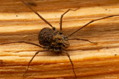 Ortholasma rugosum