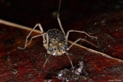 Ortholasma rugosum