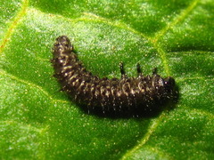 Gastrophysa atrocyanea