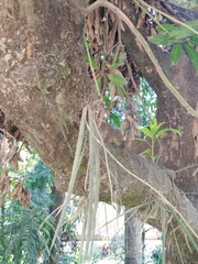 Trichocentrum cebolleta