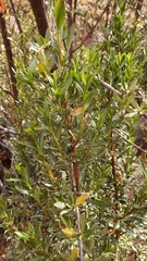Kageneckia lanceolata