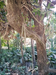 Trichocentrum cebolleta