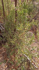 Kageneckia lanceolata